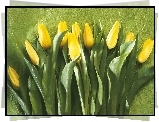 Tulipany