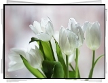 Białe, Tulipany, Kwiaty