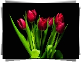 Czerwone, Tulipany, Bukiet