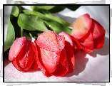 Czerwone, Tulipany, Krople