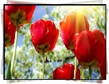 Czerwone, Tulipany, Kwiaty