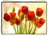 Czerwone, Tulipany, Kwiaty