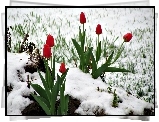 Czerwone, Tulipany, Śnieg