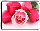 Czerwone, Tulipany, Róża