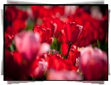 Czerwone, Tulipany, Rozmycie