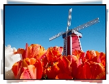 Czerwone, Tulipany, Wiatrak