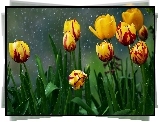 Tulipany, Deszcz