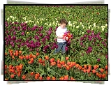Tulipany, Pole, Dziecko, Chłopiec