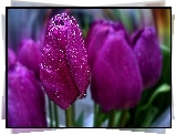 Fioletowe, Tulipany, Krople