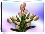 Tulipany, Bukiet, Grafika 2D