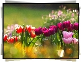 Kolorowe, Tulipany, Bokeh