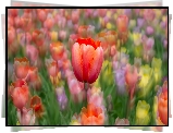 Tulipany, Czerwony, Tulipan, Kolorowe tło