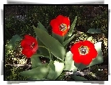 Kwiaty, Tulipany, Czerwone