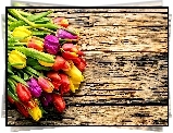 Kwiaty, Tulipany, Deski