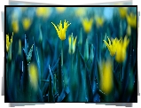 Kwiaty, Tulipany , Żółte