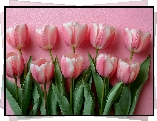 Różowe, Tulipany, Listki, Różowe, Tło