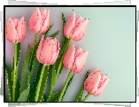 Różowe, Tulipany, Listki, Seledynowe, Tło