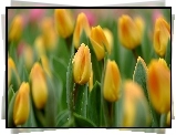 Żółte, Tulipany, Kwiaty