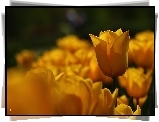 Żółte, Tulipany, Kwiaty