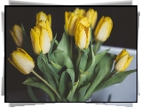 Żółte, Tulipany, Kwiaty