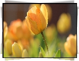 Żółte, Tulipany, Kwiaty