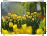 Żółte, Tulipany, Kwiaty