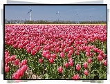 Pole, Tulipany, Wiatraki