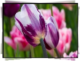 Tulipany, Biało-fioletowe, Rozmyte Tło
