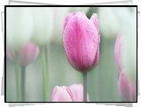 Tulipany, Różowe
