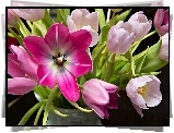 Różowe, Tulipany, Bukiet