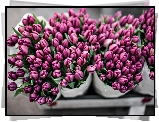 Różowe, Tulipany, Bukiety