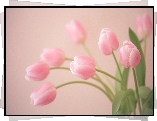 Różowe, Tulipany, Kwiaty