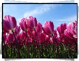 Różowe, Tulipany, Niebo