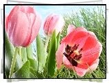 Różowe, Tulipany, Trawa