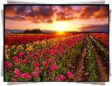 Tulipany, Plantacja, Zachód słońca, Chmury