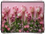 Biało-różowe, Kwiaty, Tulipany, Różowe, Tło