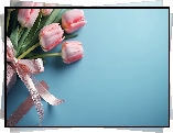 Kwiaty, Wstążka, Różowe, Tulipany, Niebieskie tło