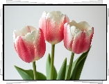Trzy, Różowo-białe, Tulipany