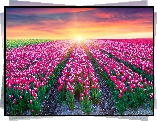Tulipany, Różowe, Pole, Wschód słońca