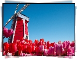 Wiatrak, Tulipany