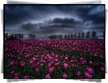 Holandia, Wieś Creil, Plantacja, Tulipany, Zachmurzone, Niebo