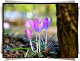 Wiosenne, Kwiaty, Jasnofioletowe, Krokusy