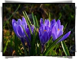Krokusy, Wiosenne, Kwiaty