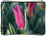 Kwiat, Wiosenny, Tulipan