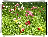 Wiosna, Łąka, Kolorowe, Tulipany