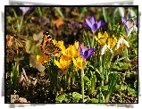 Wiosna, Krokusy, Przebiśniegi, Motyl