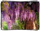Kwiaty, Wiszące, Wisteria