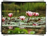 Lilie, Wodne, Nenufary