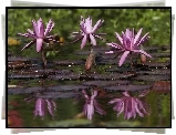 Lilie, Wodne, Odbicie