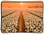 Wschód słońca, Pole, Plantacja, Tulipany